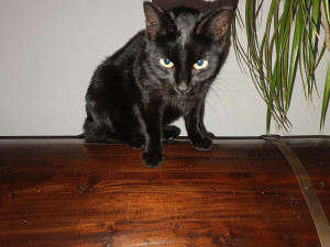 Majitelka pátrá po milovaném kocourovi. Zmizel na německé dálnici, seskočit mohl u Brna