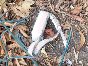 Majitelka pátrá po milovaném kocourovi. Zmizel na německé dálnici, seskočit mohl u Brna