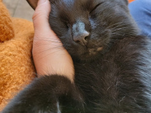 Majitelka pátrá po milovaném kocourovi. Zmizel na německé dálnici, seskočit mohl u Brna