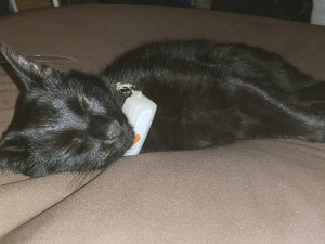 Majitelka pátrá po milovaném kocourovi. Zmizel na německé dálnici, seskočit mohl u Brna