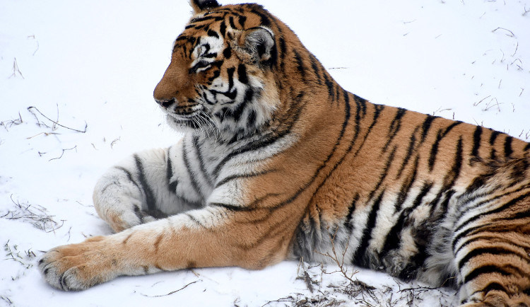 Ilustrační fotografie