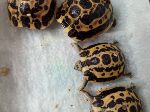 FOTO: V Brně se daří zázračným želvám z Madagaskaru, jsou nejohroženější na světě