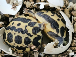 FOTO: V Brně se daří zázračným želvám z Madagaskaru, jsou nejohroženější na světě