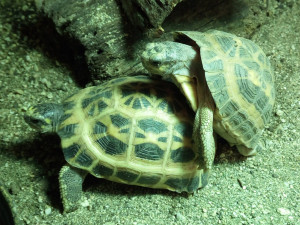FOTO: V Brně se daří zázračným želvám z Madagaskaru, jsou nejohroženější na světě