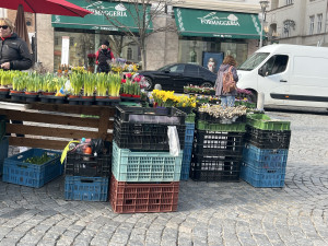 FOTO: Zelný trh po zimě ožívá. Lidé tam nakoupí bylinky nebo sazenice