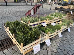 FOTO: Zelný trh po zimě ožívá. Lidé tam nakoupí bylinky nebo sazenice