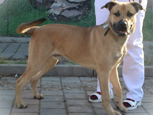 HLEDÁME PÁNÍČKA: Novou šanci potřebují obřík Scooby Doo i kocourek bez nožičky