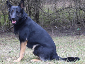 HLEDÁME PÁNÍČKA: Novou šanci potřebují obřík Scooby Doo i kocourek bez nožičky