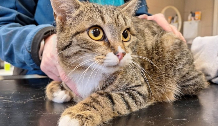 HLEDÁME PÁNÍČKA: Novou šanci potřebují obřík Scooby Doo i kocourek bez nožičky