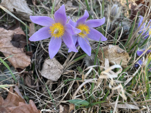 FOTO: Fialový koberec za paneláky. Koniklece opět lákají na Kamenný vrch