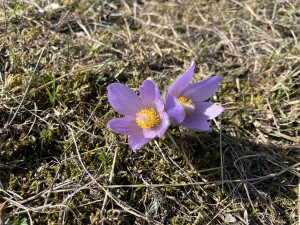 FOTO: Fialový koberec za paneláky. Koniklece opět lákají na Kamenný vrch