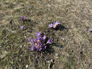 FOTO: Fialový koberec za paneláky. Koniklece opět lákají na Kamenný vrch