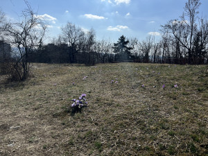 FOTO: Fialový koberec za paneláky. Koniklece opět lákají na Kamenný vrch