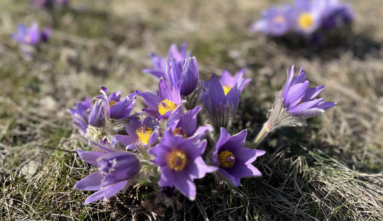 FOTO: Fialový koberec za paneláky. Koniklece opět lákají na Kamenný vrch