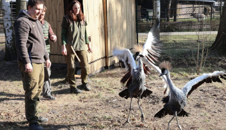 Zoo Hodonín láká na nový přírůstek. Jeřáb královský vyniká svou zlatou korunkou