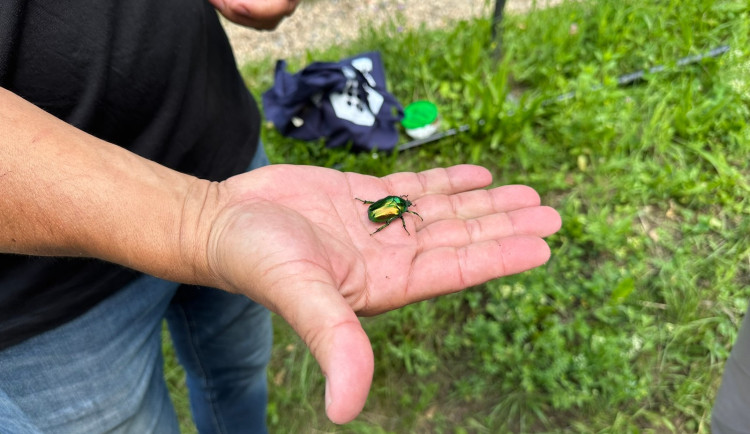 Na Hradě žijí kavky i záhadní roztoči. Biologové v areálu našli stovky obyvatel