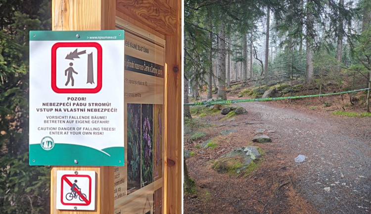 Na Šumavě uzavřeli stezku k Černému jezeru. Padají tam uschlé stromy a větve