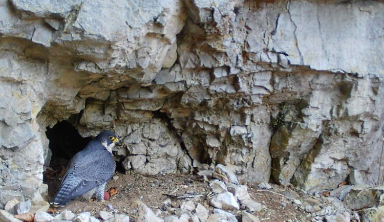 V Moravském krasu zahnízdil vzácný sokol, ochranáři uzavřeli okolí jeskyně Jáchymka