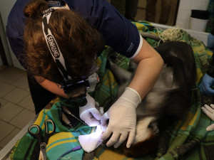 Opičák z hodonínské zoo musel na zubní, mangabej přišel o dva zuby