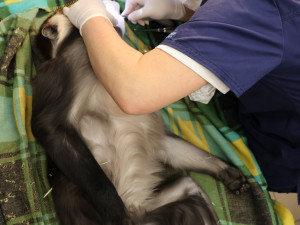 Opičák z hodonínské zoo musel na zubní, mangabej přišel o dva zuby