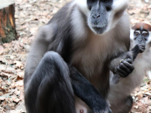 Opičák z hodonínské zoo musel na zubní, mangabej přišel o dva zuby