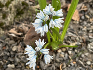 FOTO: První květy i svěží zeleň. Brněnská botanická zahrada se probouzí