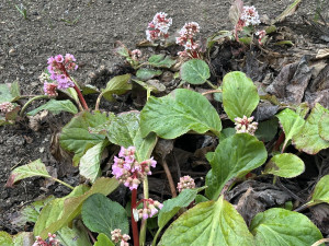 FOTO: První květy i svěží zeleň. Brněnská botanická zahrada se probouzí