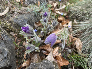 FOTO: První květy i svěží zeleň. Brněnská botanická zahrada se probouzí