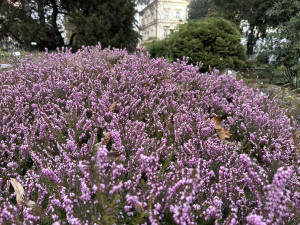 FOTO: První květy i svěží zeleň. Brněnská botanická zahrada se probouzí
