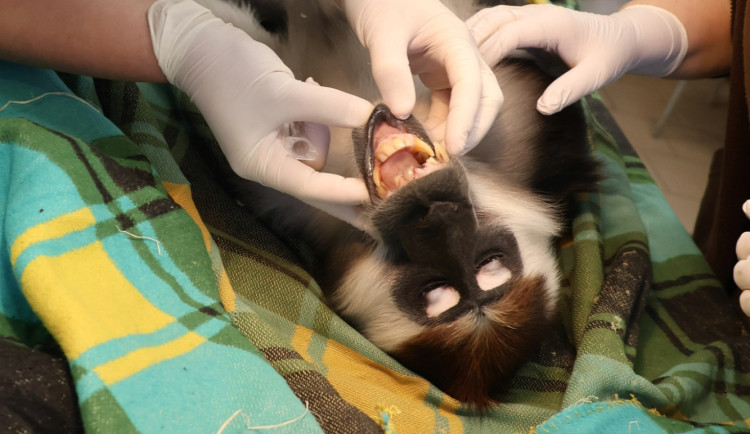 Opičák z hodonínské zoo musel na zubní, mangabej přišel o dva zuby