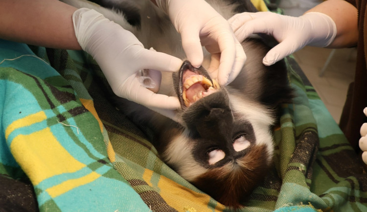 Opičák z hodonínské zoo musel na zubní, mangabej přišel o dva zuby