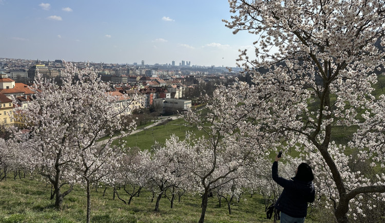 FOTO: Jaro je tu. V Petřínských sadech kvetou stovky mandloní
