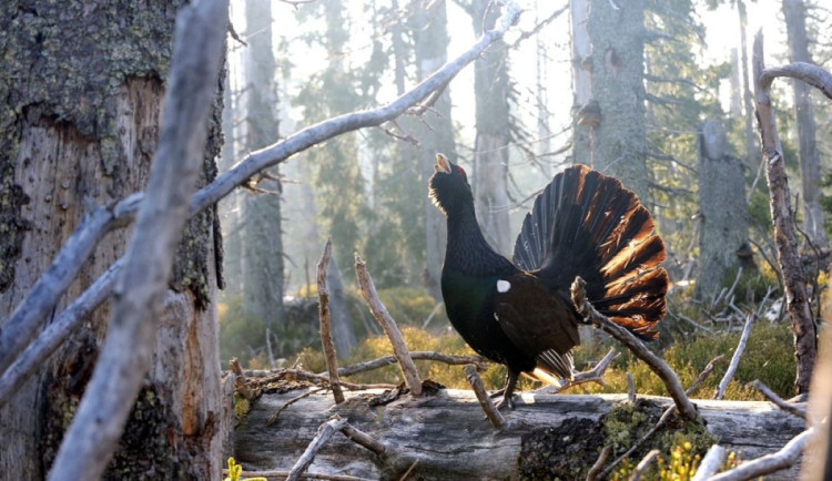 Přesně před 35 lety vznikl NP Šumava, dnes nejnavštěvovanější chráněné území v ČR