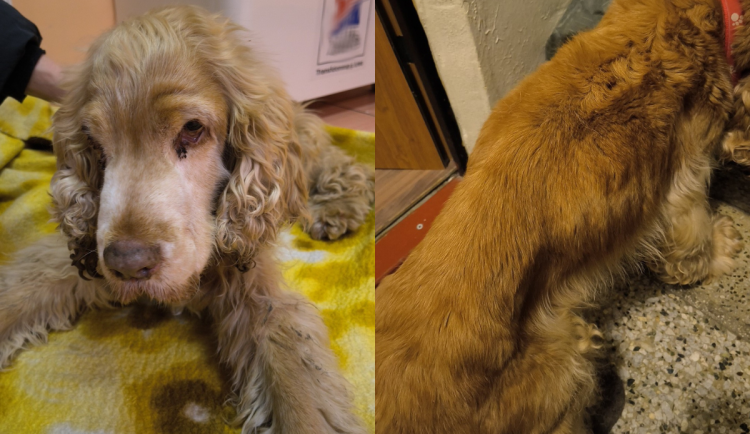 Majitel týral vyhublého Maxe hladem. Nemocný pes sotva stál