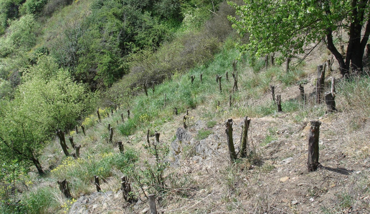 Akáty v NP Podyjí.