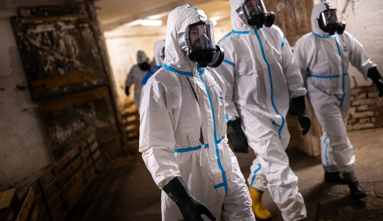 Další úder ptačí chřipky, ve Starém Bydžově začalo vybíjení chovu kachen