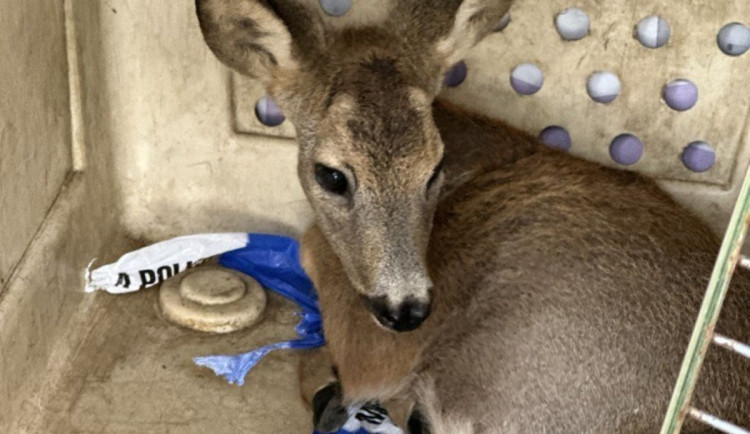 Jarní mláďata nejsou vždy opuštěná, lidé je často zbytečně ohrožují