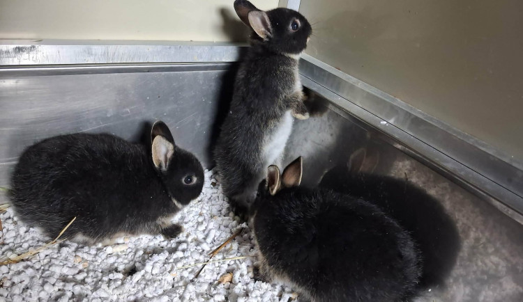 Na pole u Frýdlantu někdo vyhodil v krabici mláďata králíků. Bez záchrany by nepřežila