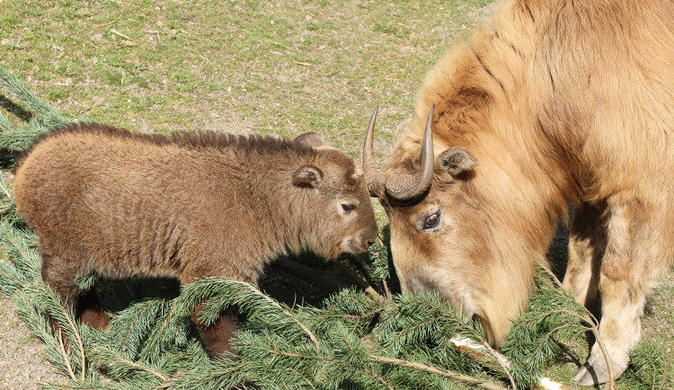V zoo přišlo na svět mládě velmi vzácného takina čínského, dostalo jméno Bumi