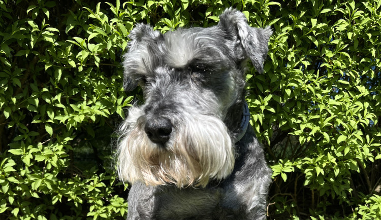 Konec éry petard? Přísnější pravidla letos zachránila desítky mazlíčků