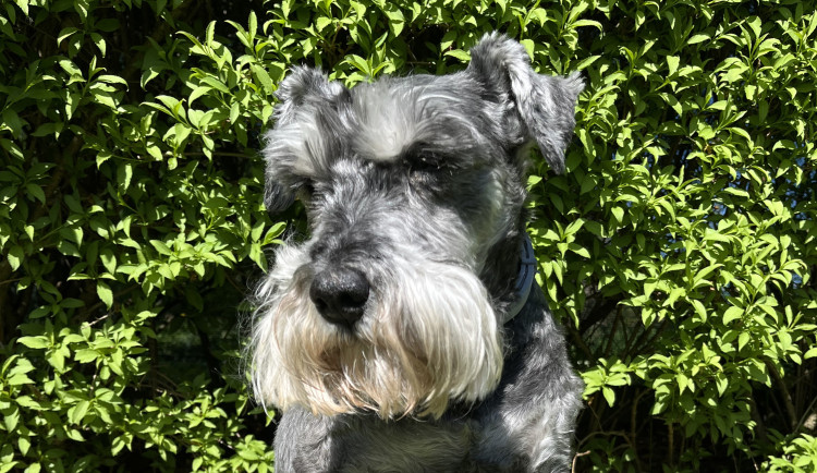 Konec éry petard? Přísnější pravidla letos zachránila desítky mazlíčků