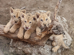 FOTO: Vzácný lev odcestoval z Moravy do Izraele, nebezpečí mu prý nehrozí