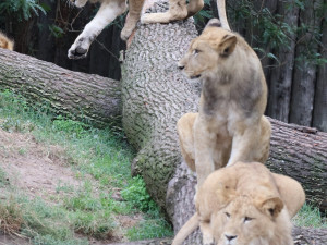 FOTO: Vzácný lev odcestoval z Moravy do Izraele, nebezpečí mu prý nehrozí