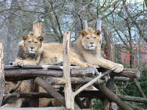 FOTO: Vzácný lev odcestoval z Moravy do Izraele, nebezpečí mu prý nehrozí
