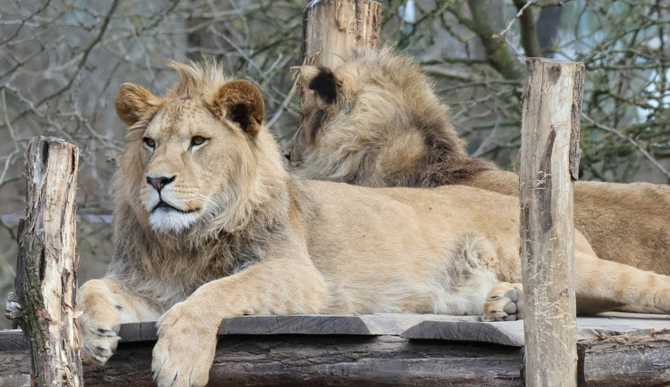 FOTO: Vzácný lev odcestoval z Moravy do Izraele, nebezpečí mu prý nehrozí