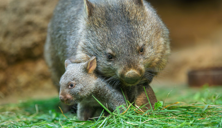 Zoo Praha vstupuje do 95. sezony. K příležitosti připravila speciální program