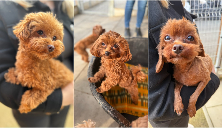 Wookiee, Sunny i Happy Day. Psi z otřesných podmínek už budou moci do nových domovů