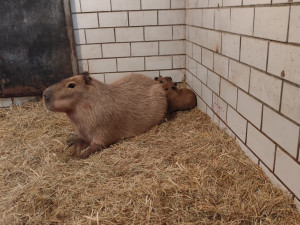 V brněnské zoo se narodily tři kapybary. Roztomilí hlodavci už běhají ve výběhu