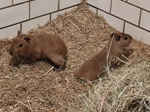 V brněnské zoo se narodily tři kapybary. Roztomilí hlodavci už běhají ve výběhu