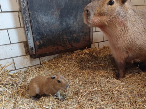 V brněnské zoo se narodily tři kapybary. Roztomilí hlodavci už běhají ve výběhu